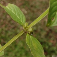Spermacoce latifolia Aubl.